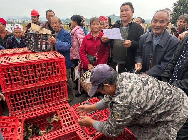 旧州镇：8174只鸭苗精准送达脱贫户后续还将发放16276只